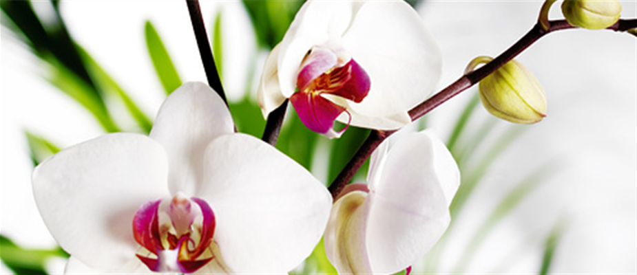 cont-orchidee-01.jpg