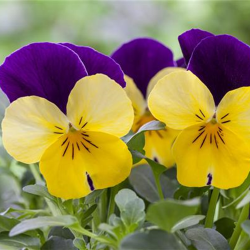 Frühblühende Gehölze Ganz schön cool! DBIA Gartencenter Ritter