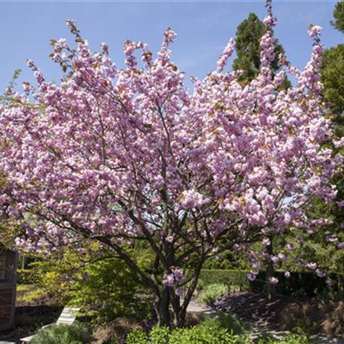 Frühblühende Gehölze Ganz schön cool! DBIA Gartencenter Ritter