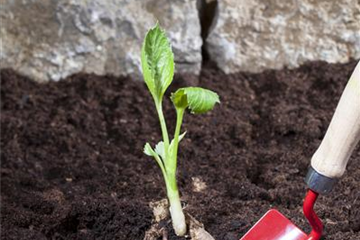 Sommerzwiebeln pflanzen