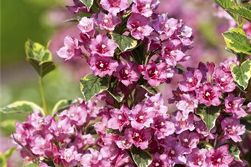 Pflegeleichte Gärten