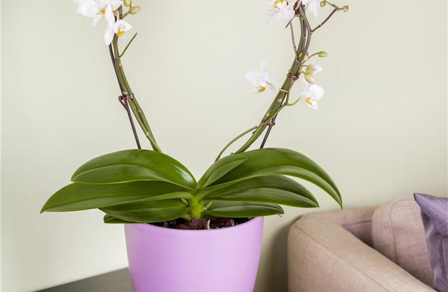 Die Königin der Zimmerpflanzen – Orchideen