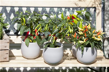 Urbaner Garten – was ist das?