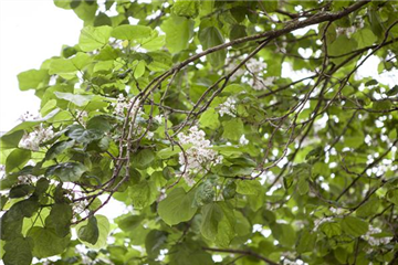 Gartenpflanzen schneiden