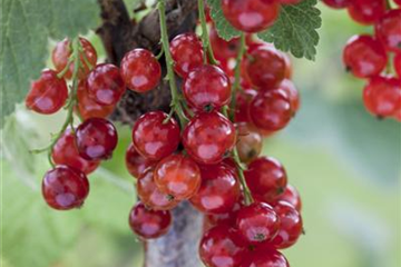 Johannisbeeren vermehren