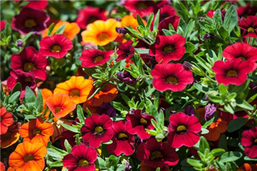 So blüht Balkon und Garten im Sommer auf!