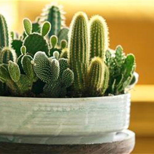 Pflanze des Monats August 2026: Kaktus