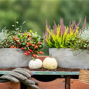 Der sch&#246;ne Balkonkasten im Herbst