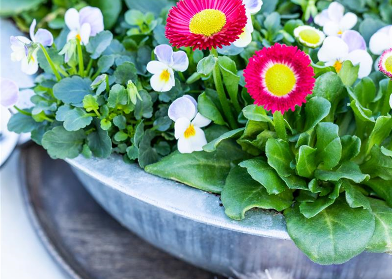 Ostern - Frühblüher mit Deko