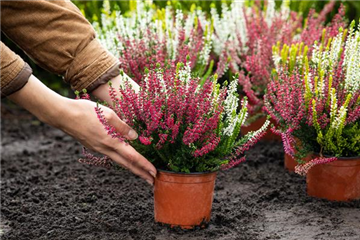 Der Heidegarten: Idylle für Zuhause