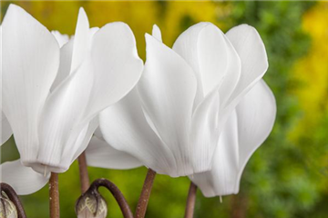 Alpenveilchen richtig pflegen