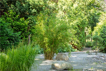 Bambus - der exotische Gartenschmuck