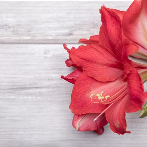 Pflanze Dezember 2025: Amaryllis