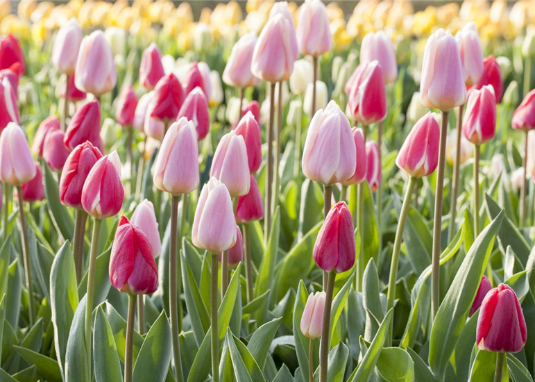 Tulpen