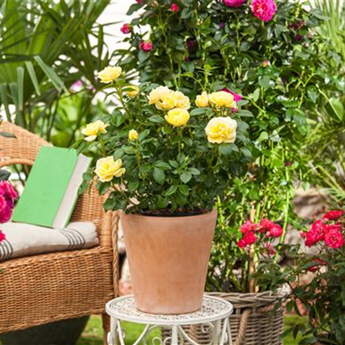 Pflanze des Monats Mai 2026: Topfrose