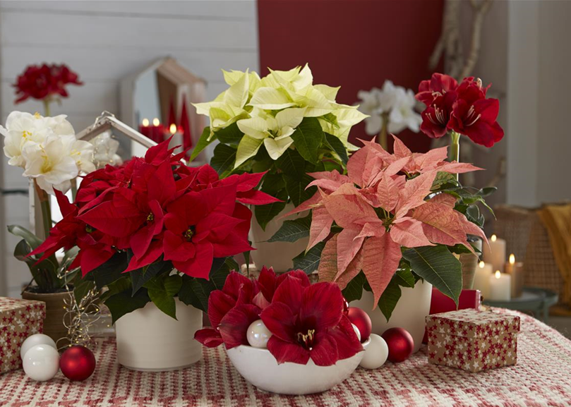 Pool_SAGAFLOR allgemein_Datei_512006-451415_Art-Nr_.tif