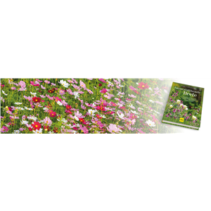 Buch des Monats Juni 2024