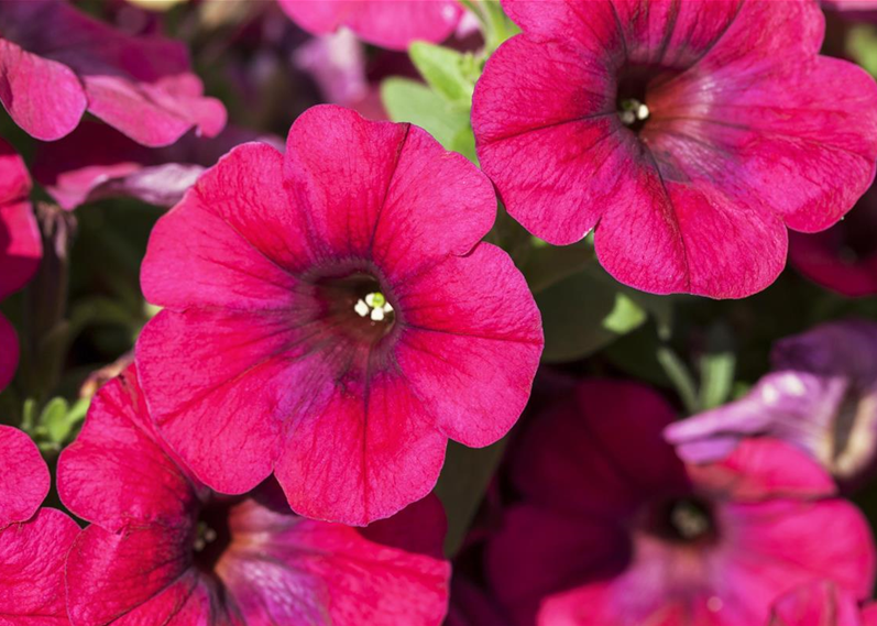 Pool_SAGAFLOR allgemein_Datei_GS428115_Petunia_RET_Art-Nr_.jpg